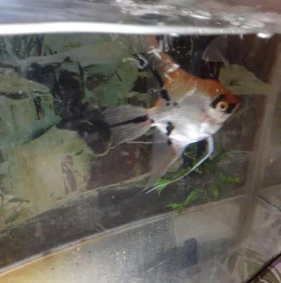 Meet your Posher, Hazel - Picture 1 of 1